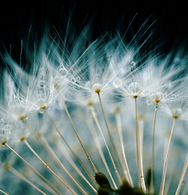 Nahaufnahme von Pusteblumen