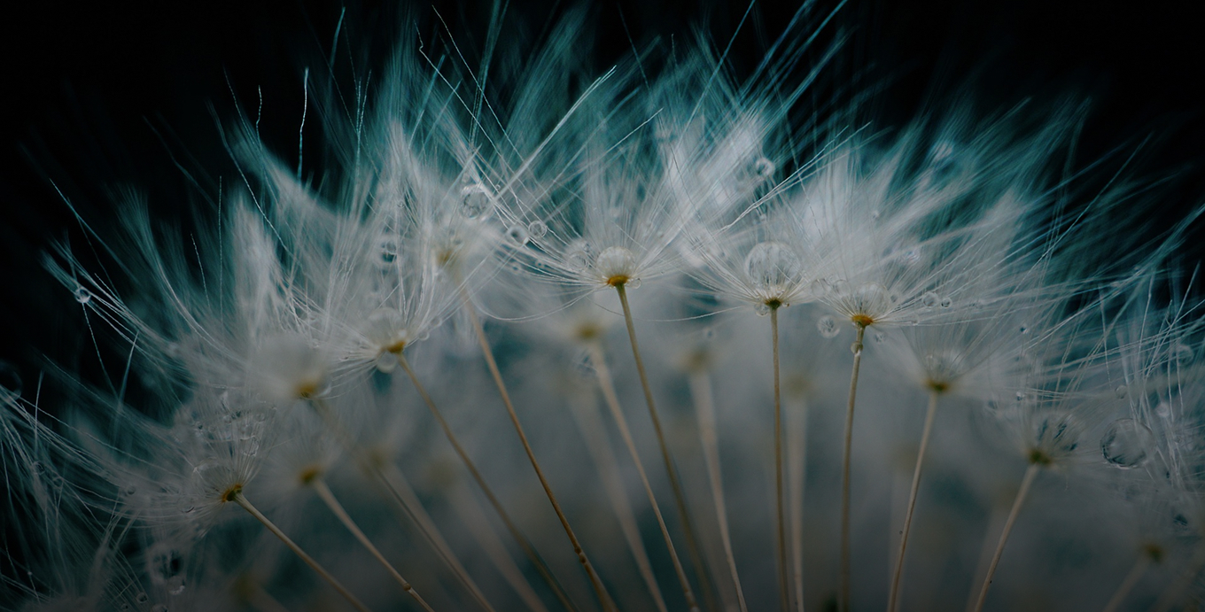 Nahaufnahme von Pusteblumen